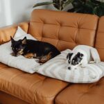 प्रेमानन्द महाराज को गले लगाएंगे रामभद्राचार्य : विवादों पर सुलह की राह