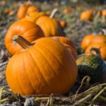 कुम्हड़ा के चमत्कारिक फायदे : आपकी थाली से सेहत तक का सफर